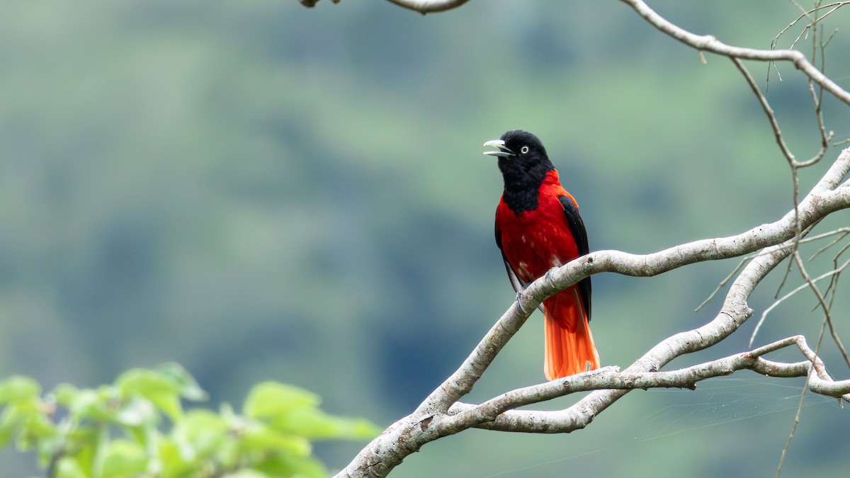 Maroon Oriole - ML637866403