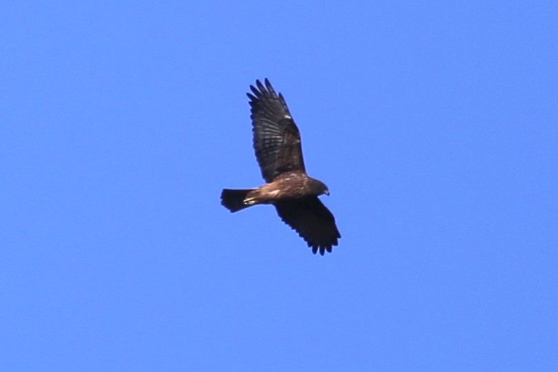 Swamp Harrier - ML637866409