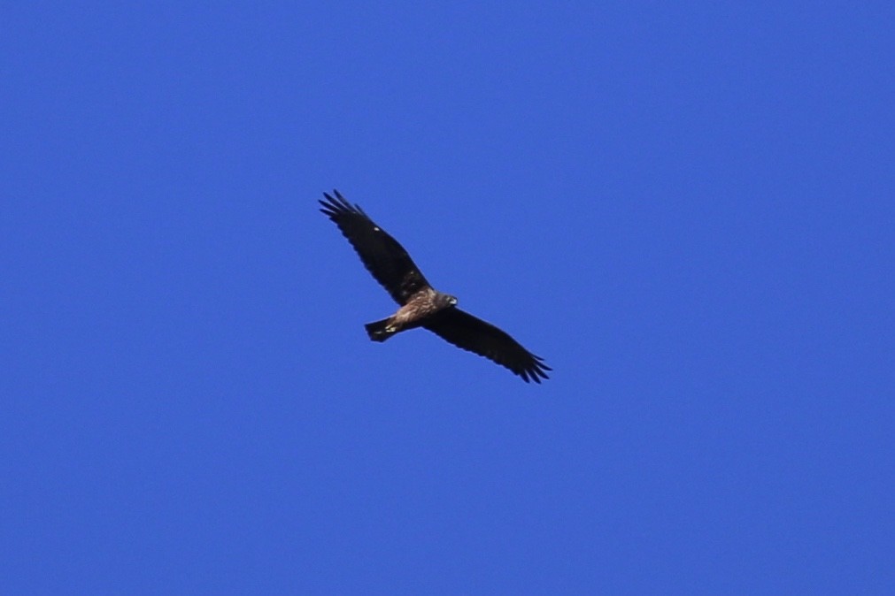 Swamp Harrier - ML637866410