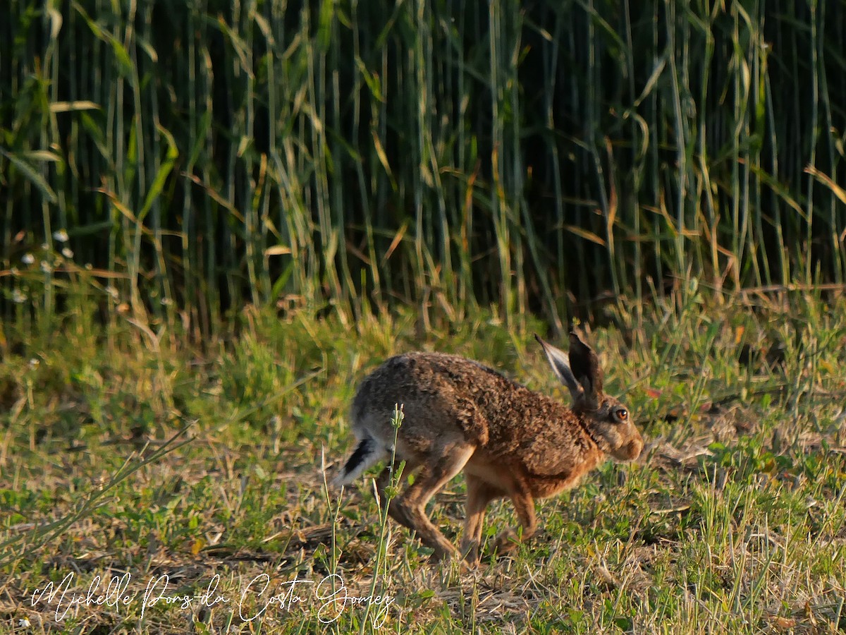 Animals - ML637866414