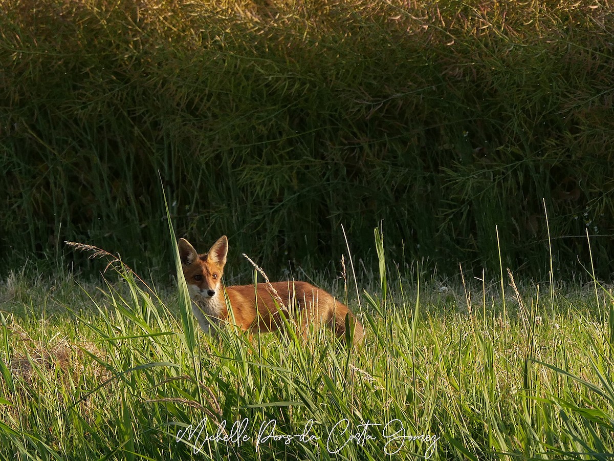 Animals - ML637866415