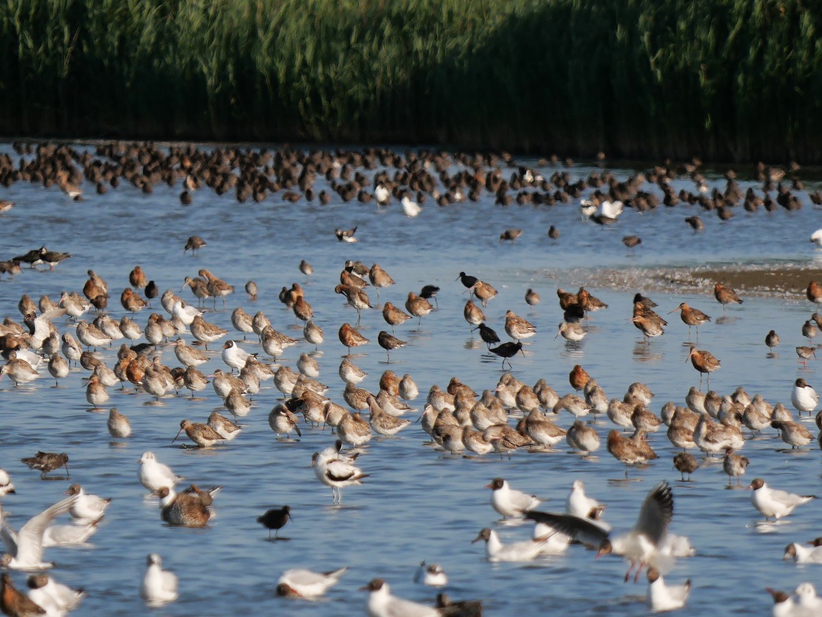 Black-tailed Godwit - ML637866416