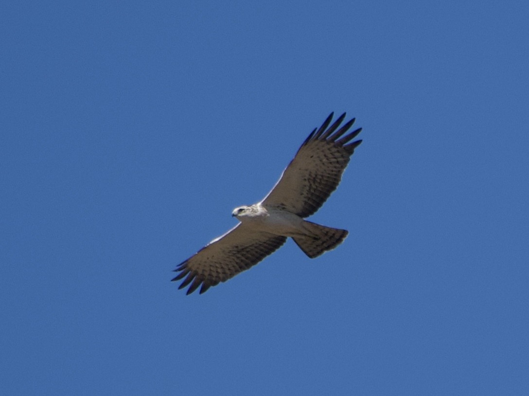 Ayres's Hawk-Eagle - ML637866417