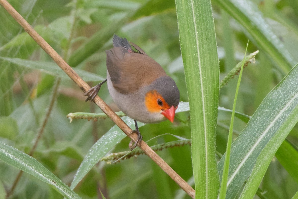 Orange-cheeked Waxbill - ML637866466