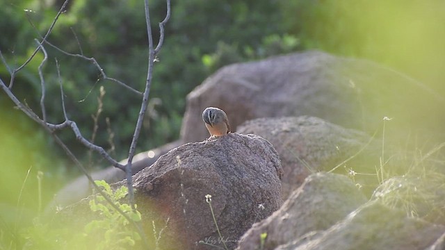 Striolated Bunting - ML637866487