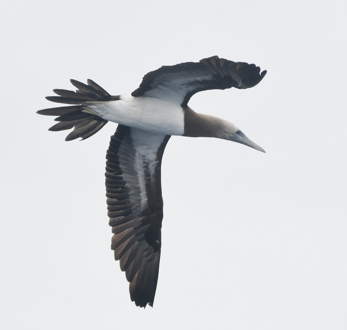 Cocos Booby (Brewster's) - ML637866521
