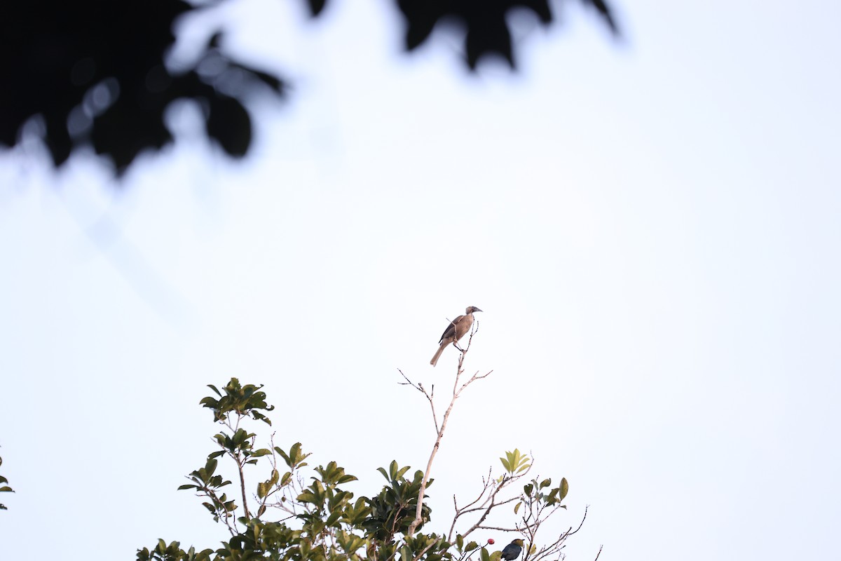 Helmeted Friarbird - ML637866523