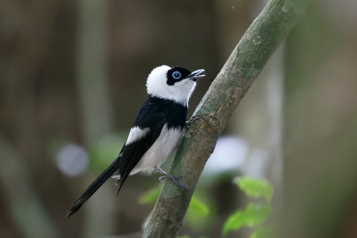 Pied Monarch - ML637866529