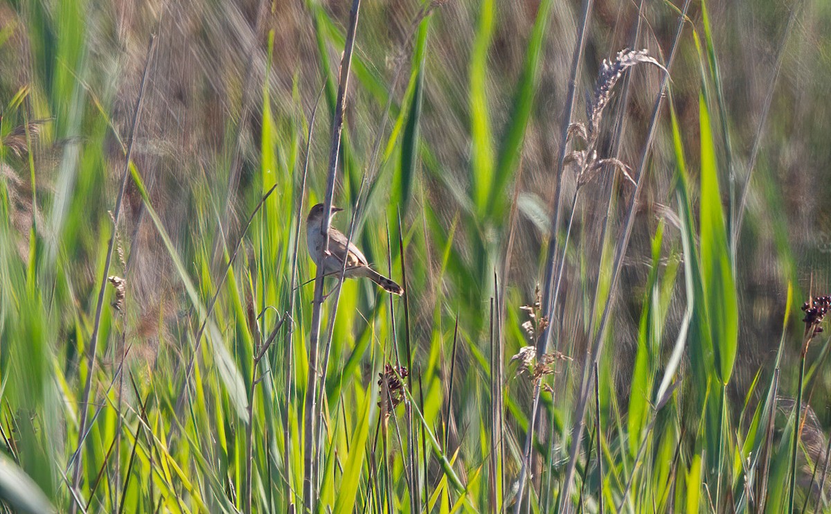 Zitting Cisticola - ML637866549