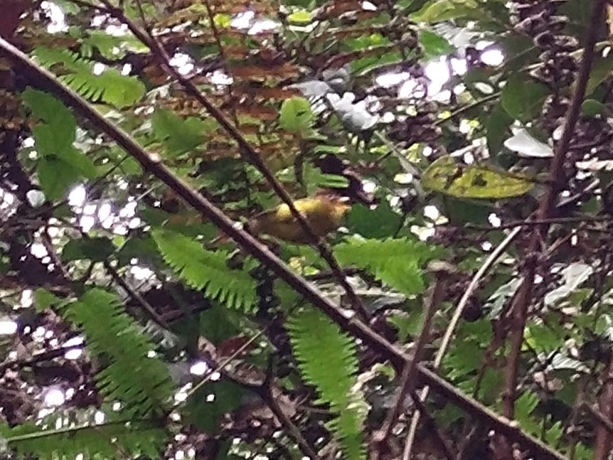Yellow-breasted Warbler - ML637866553