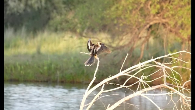 Anhinga - ML637866561