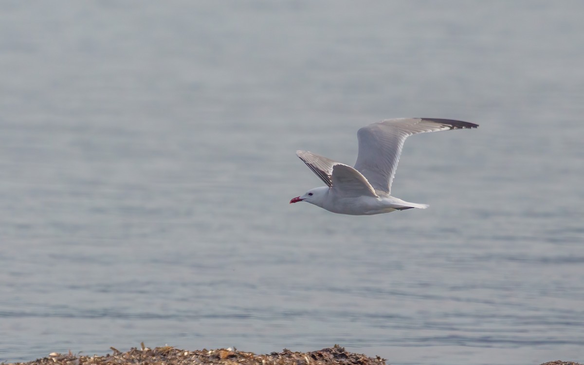 Audouin's Gull - ML637866595
