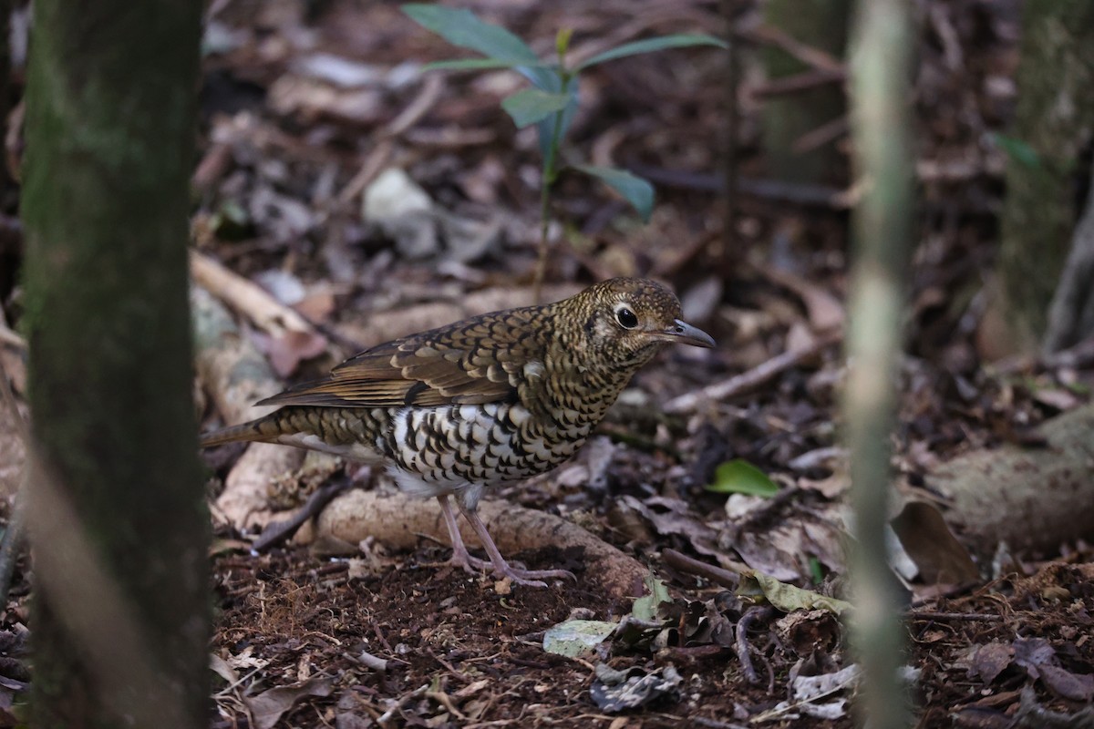 Russet-tailed Thrush - ML637866597