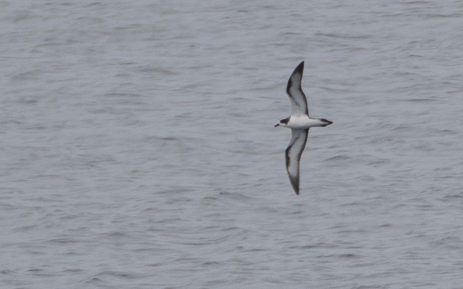 Galapagos Petrel - ML637866614