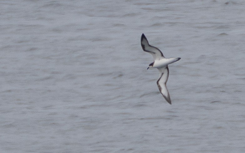 Galapagos Petrel - ML637866615