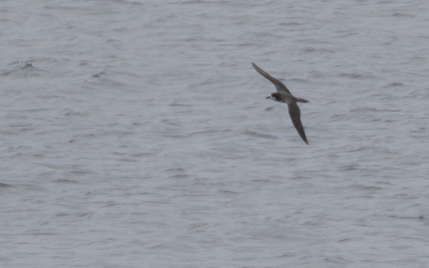 Galapagos Petrel - ML637866618