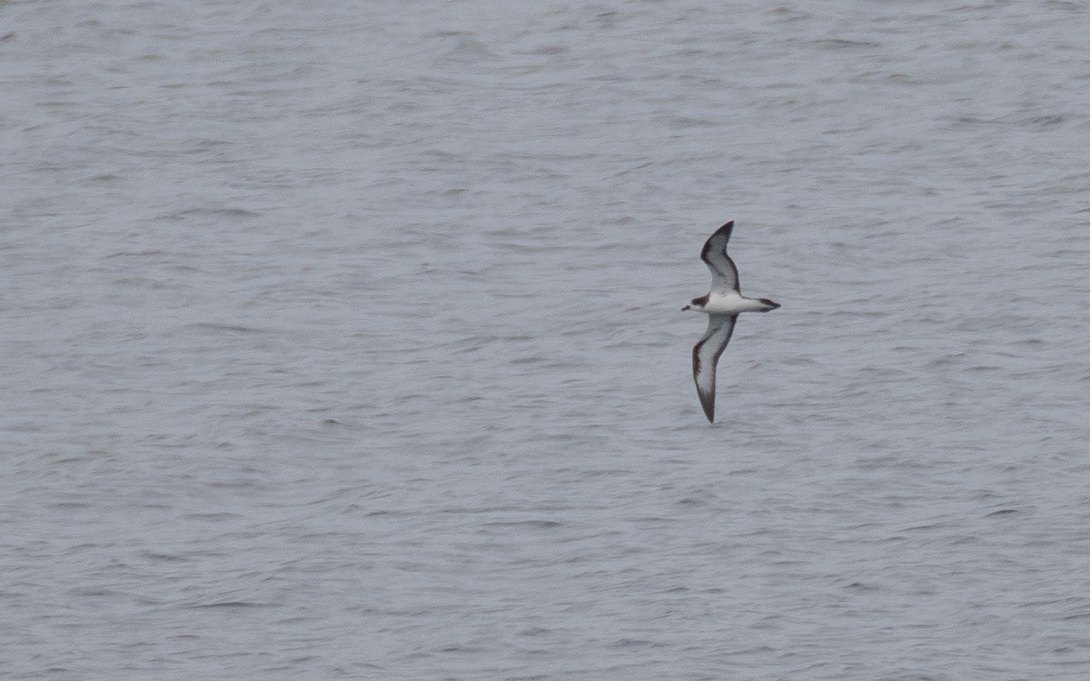 Galapagos Petrel - ML637866619