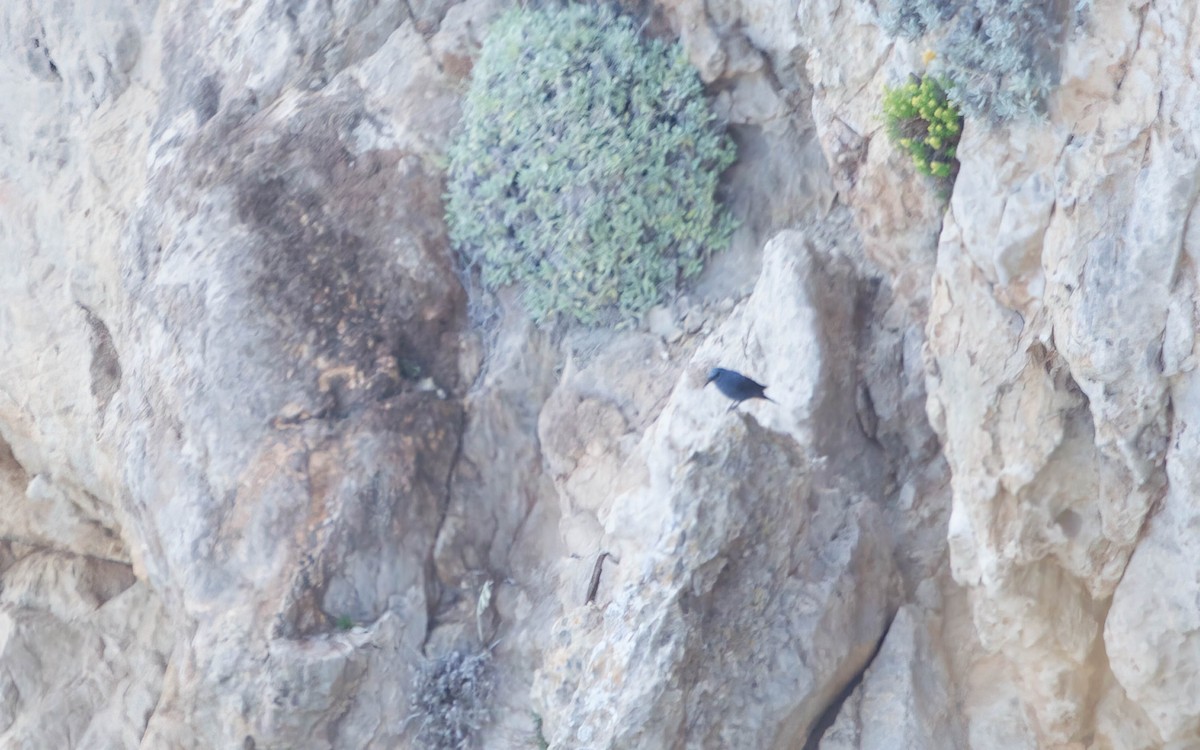 Blue Rock-Thrush - ML637866625