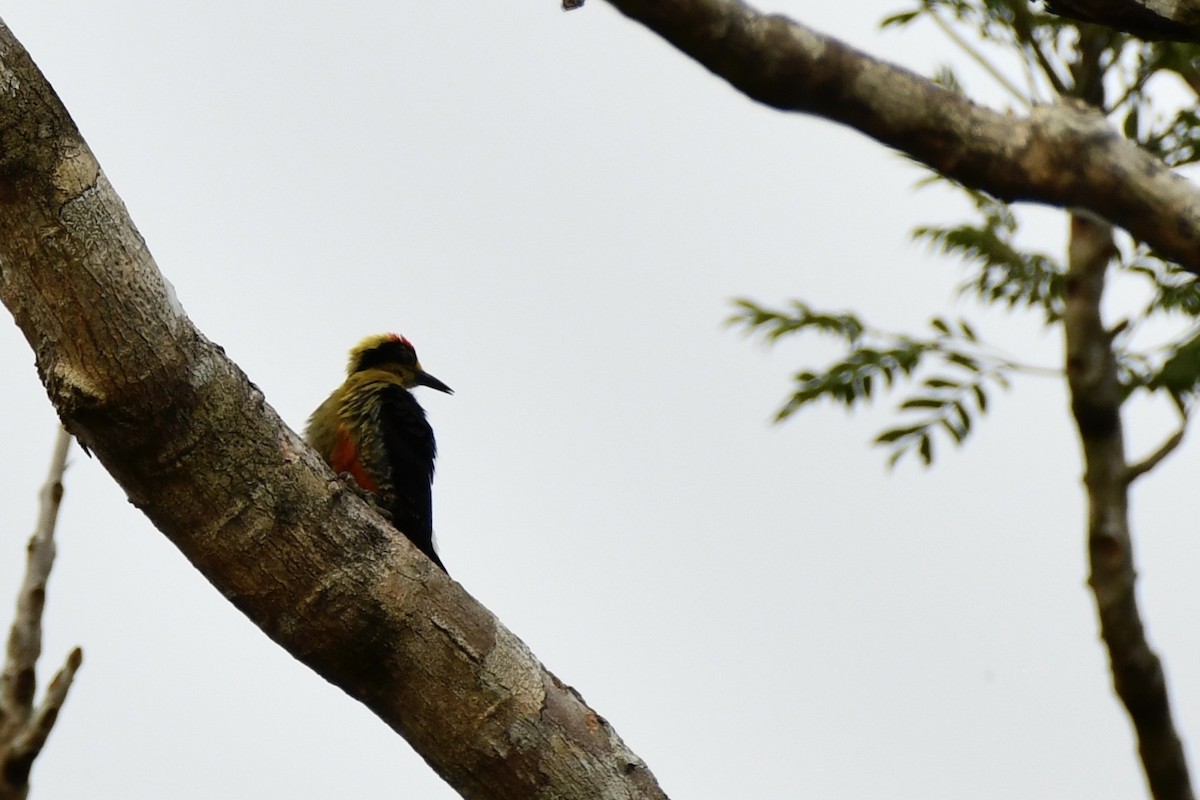 Golden-naped Woodpecker - ML637866668