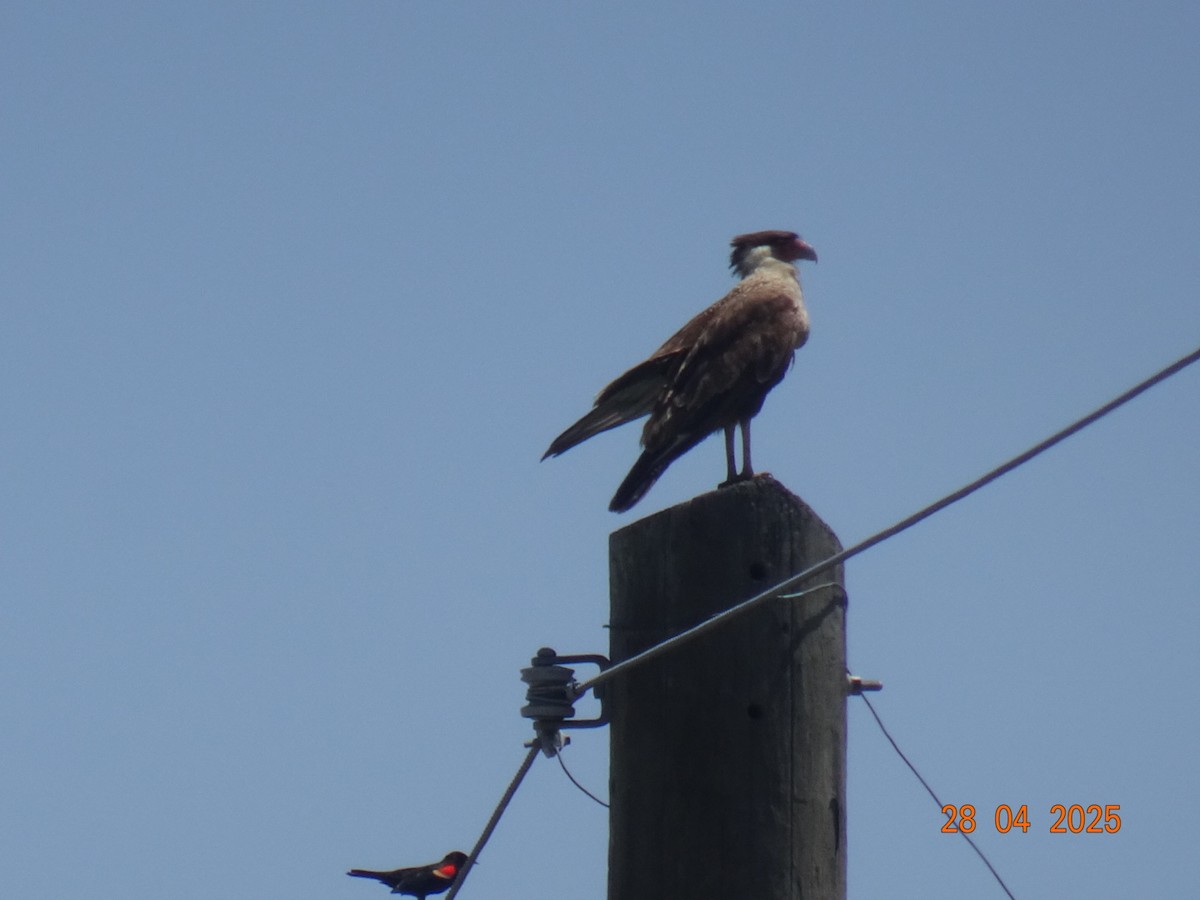 karančo jižní - ML637866717