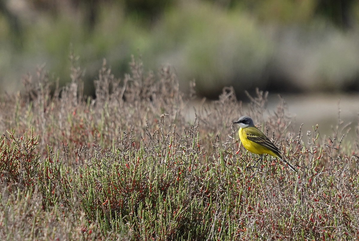 Bergeronnette printanière (iberiae/cinereocapilla/pygmaea) - ML637866767