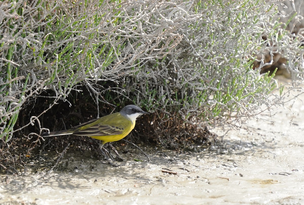 Bergeronnette printanière (iberiae/cinereocapilla/pygmaea) - ML637866776