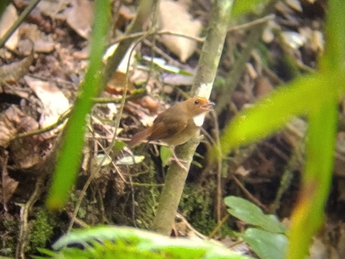 Rufous-browed Flycatcher - ML637866778