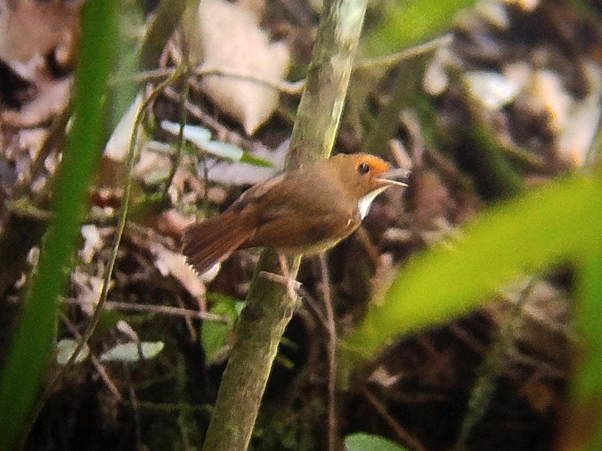 Rufous-browed Flycatcher - ML637866779