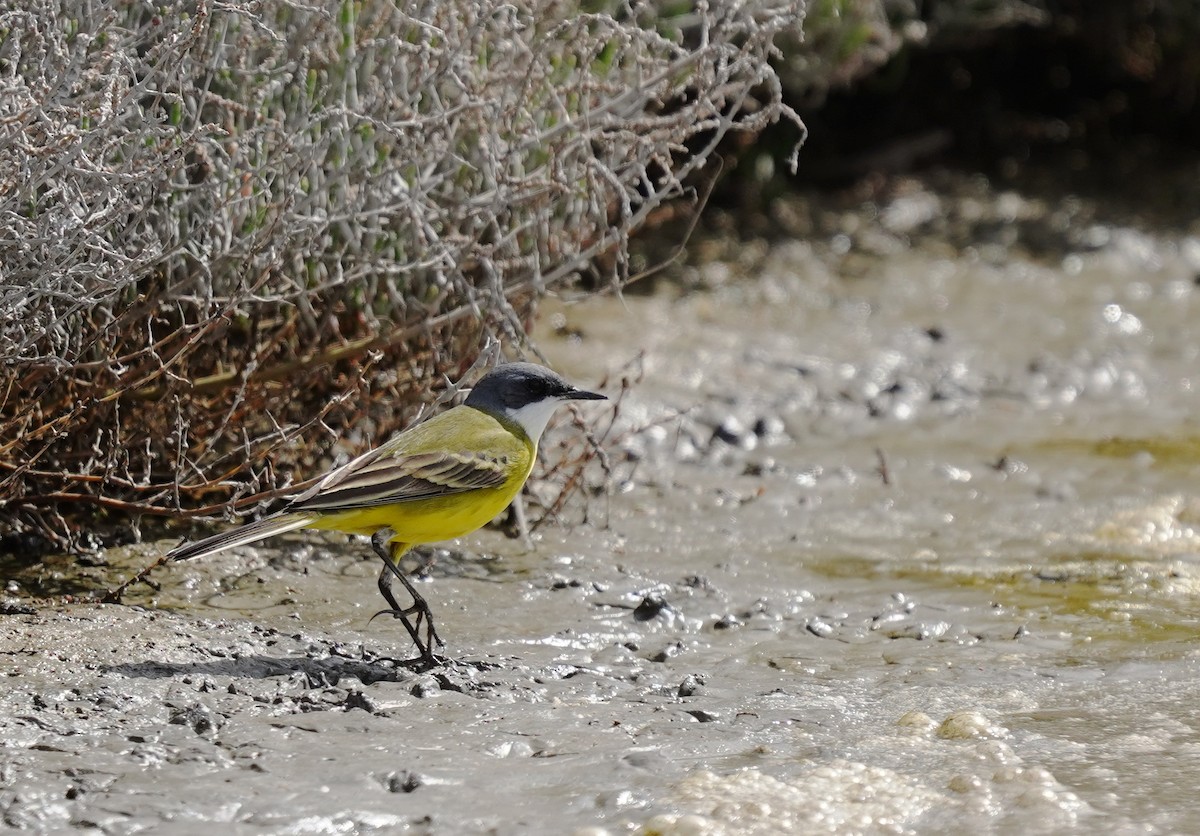 Bergeronnette printanière (iberiae/cinereocapilla/pygmaea) - ML637866785