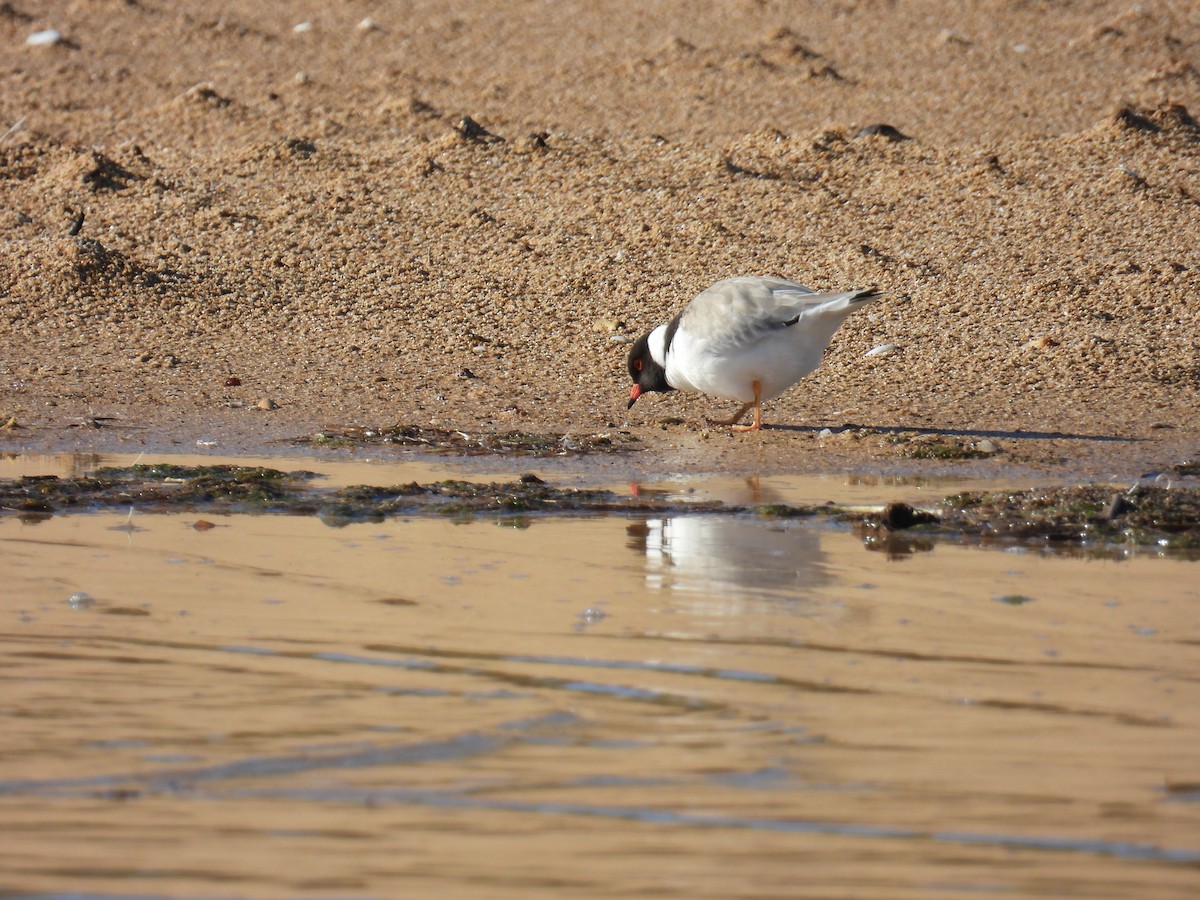 Hooded Plover - ML637866807