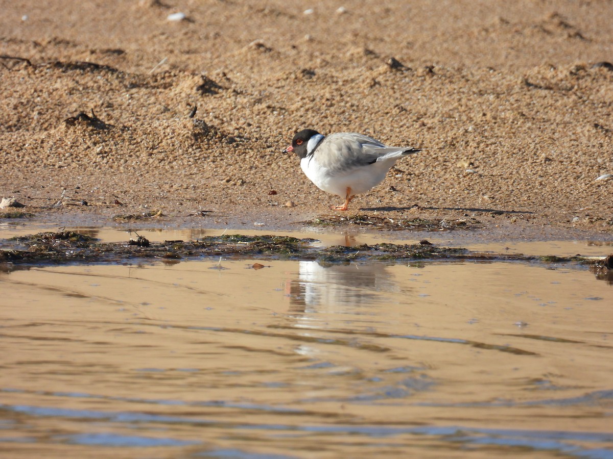 Hooded Plover - ML637866808