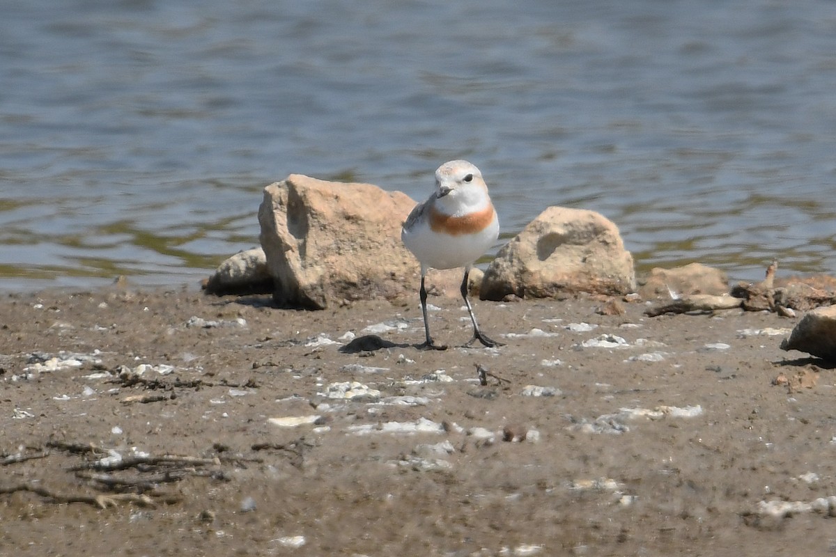 Chestnut-banded Plover - ML637866849