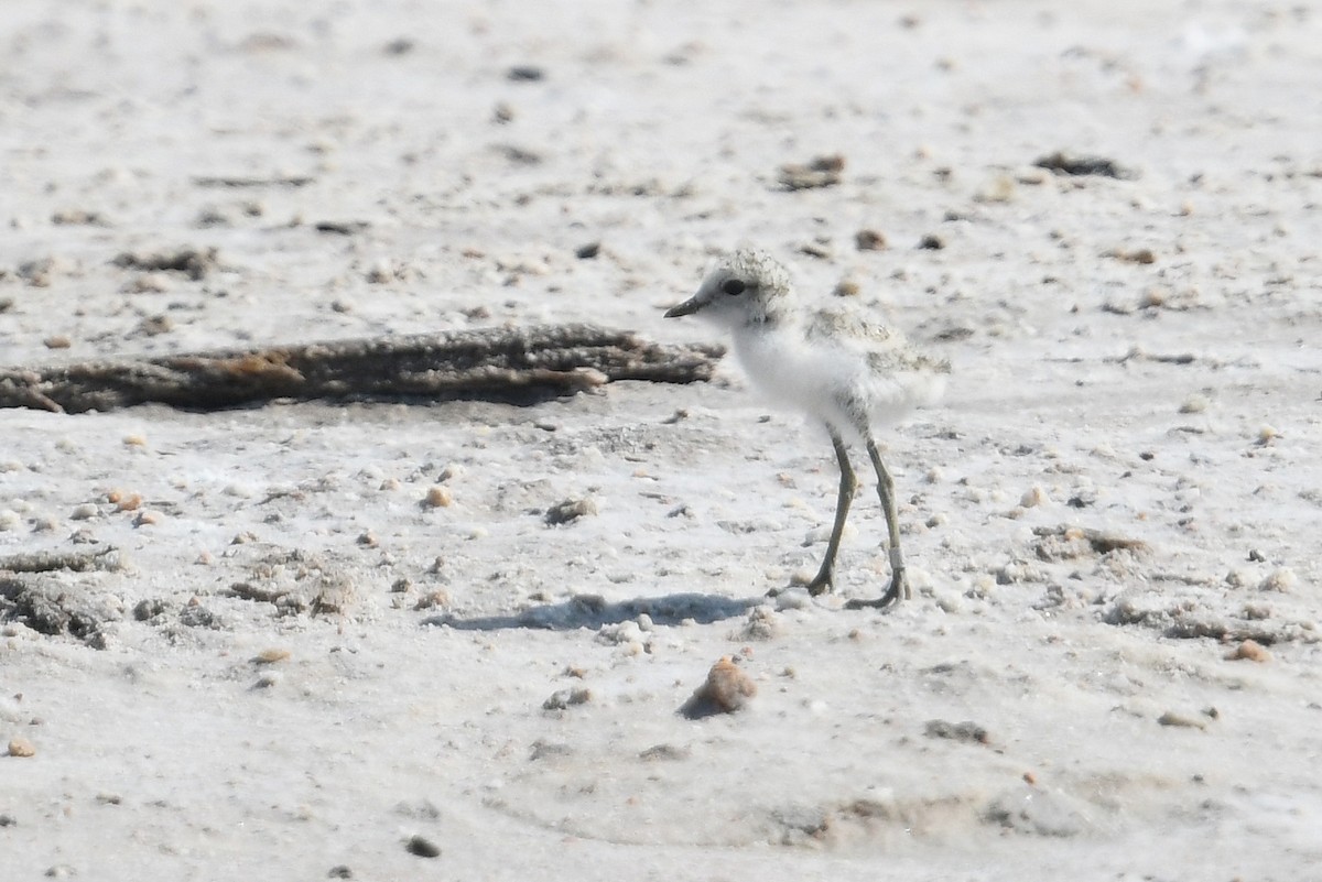 Chestnut-banded Plover - ML637866850