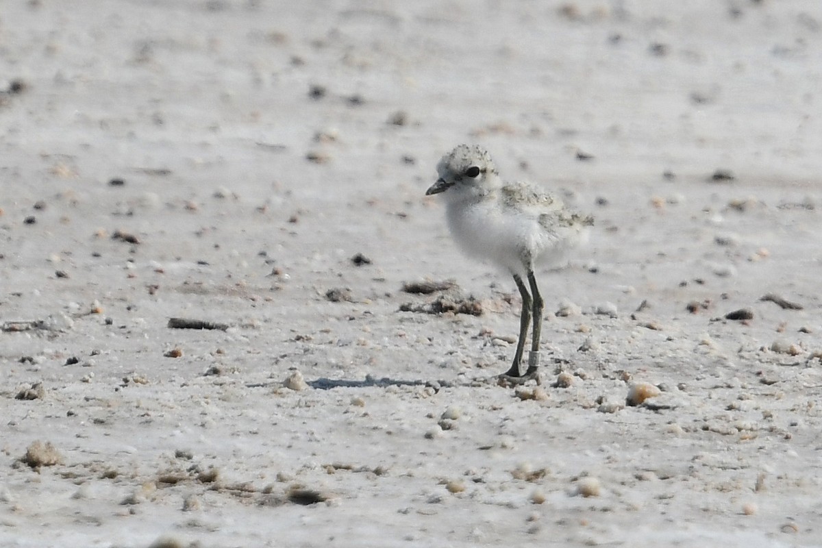 Chestnut-banded Plover - ML637866852