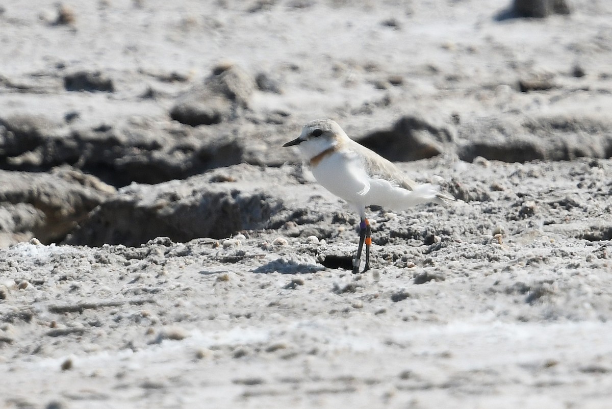 Chestnut-banded Plover - ML637866857