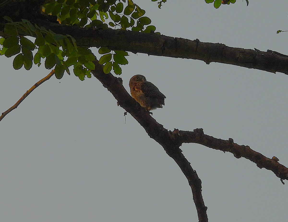 Jungle Owlet - ML637866859
