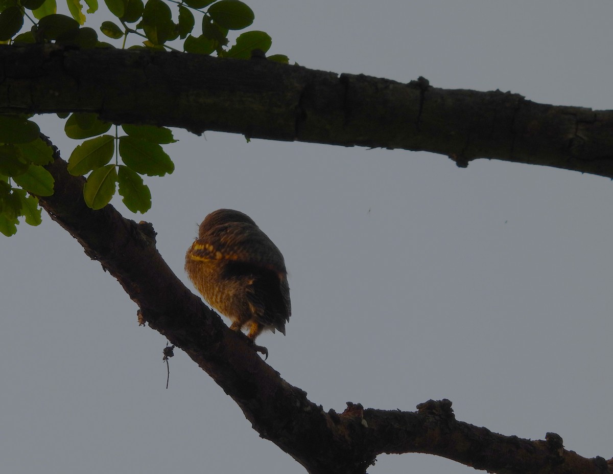Jungle Owlet - ML637866860