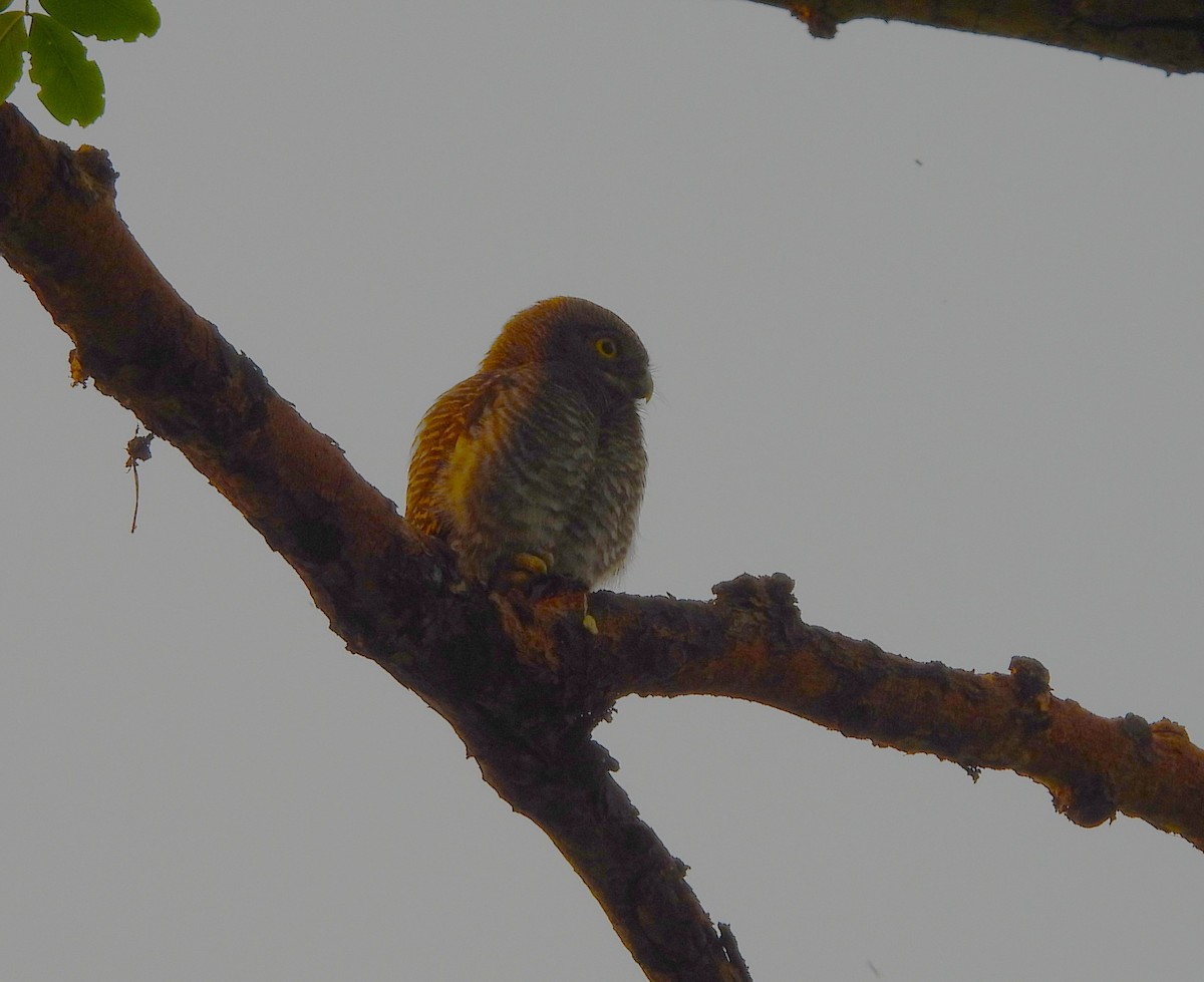 Jungle Owlet - ML637866861