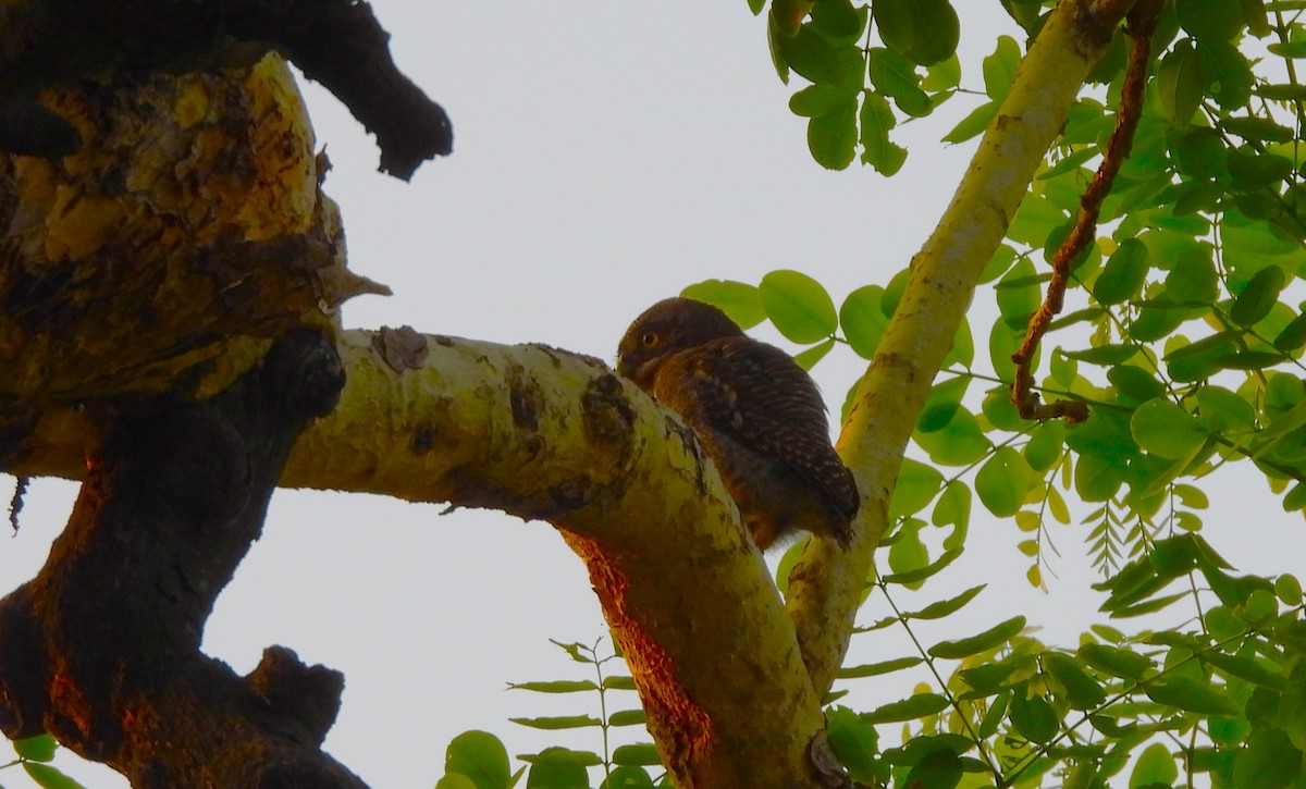 Jungle Owlet - ML637866862