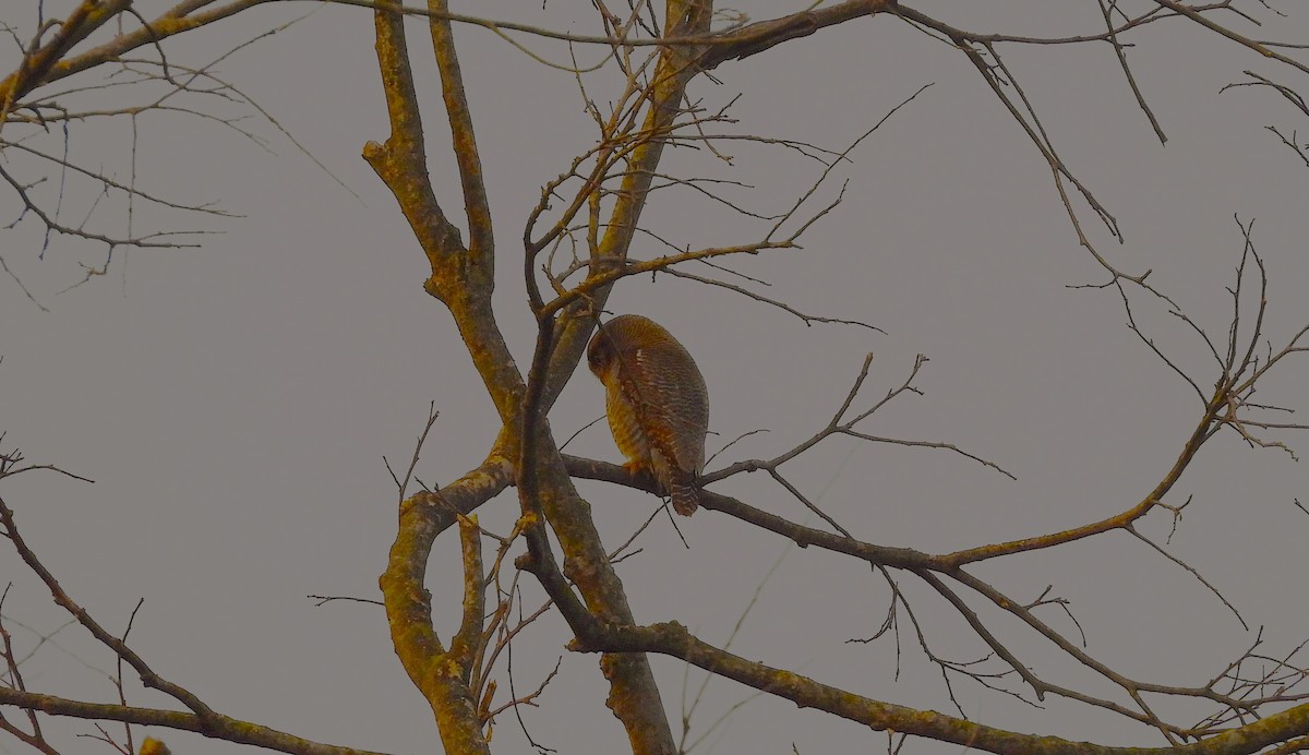 Jungle Owlet - ML637866863