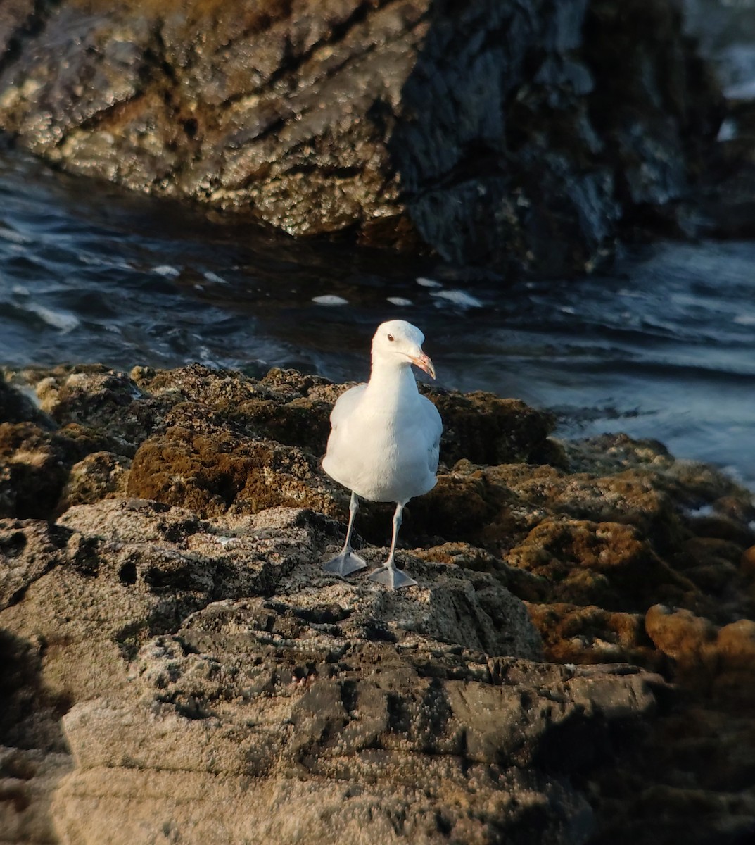 Audouin's Gull - ML637866873