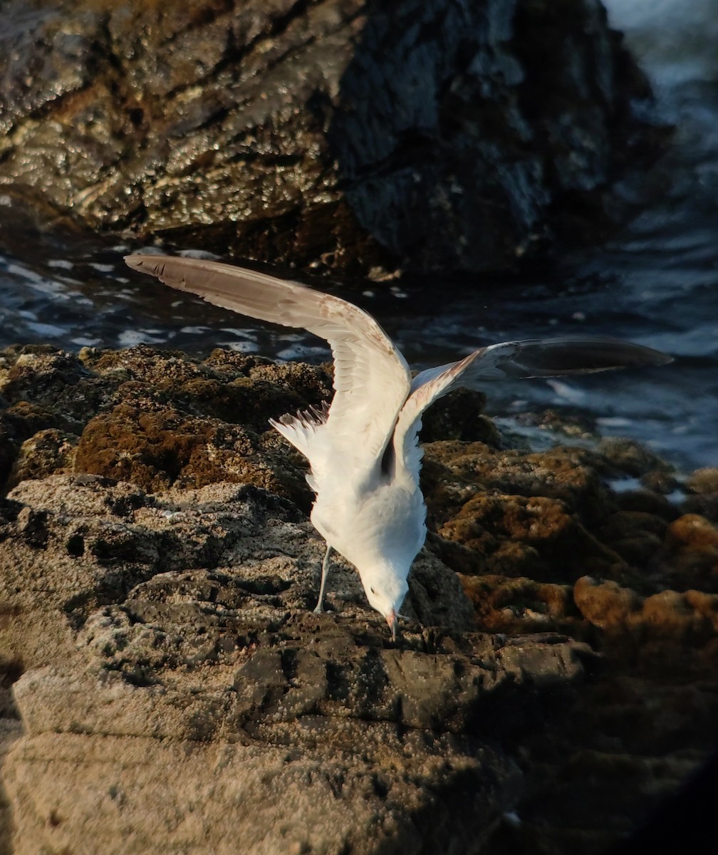 Audouin's Gull - ML637866874