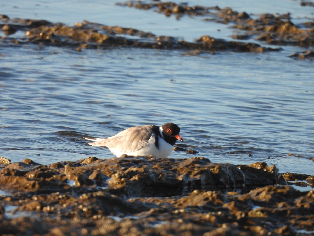 Hooded Plover - ML637866905