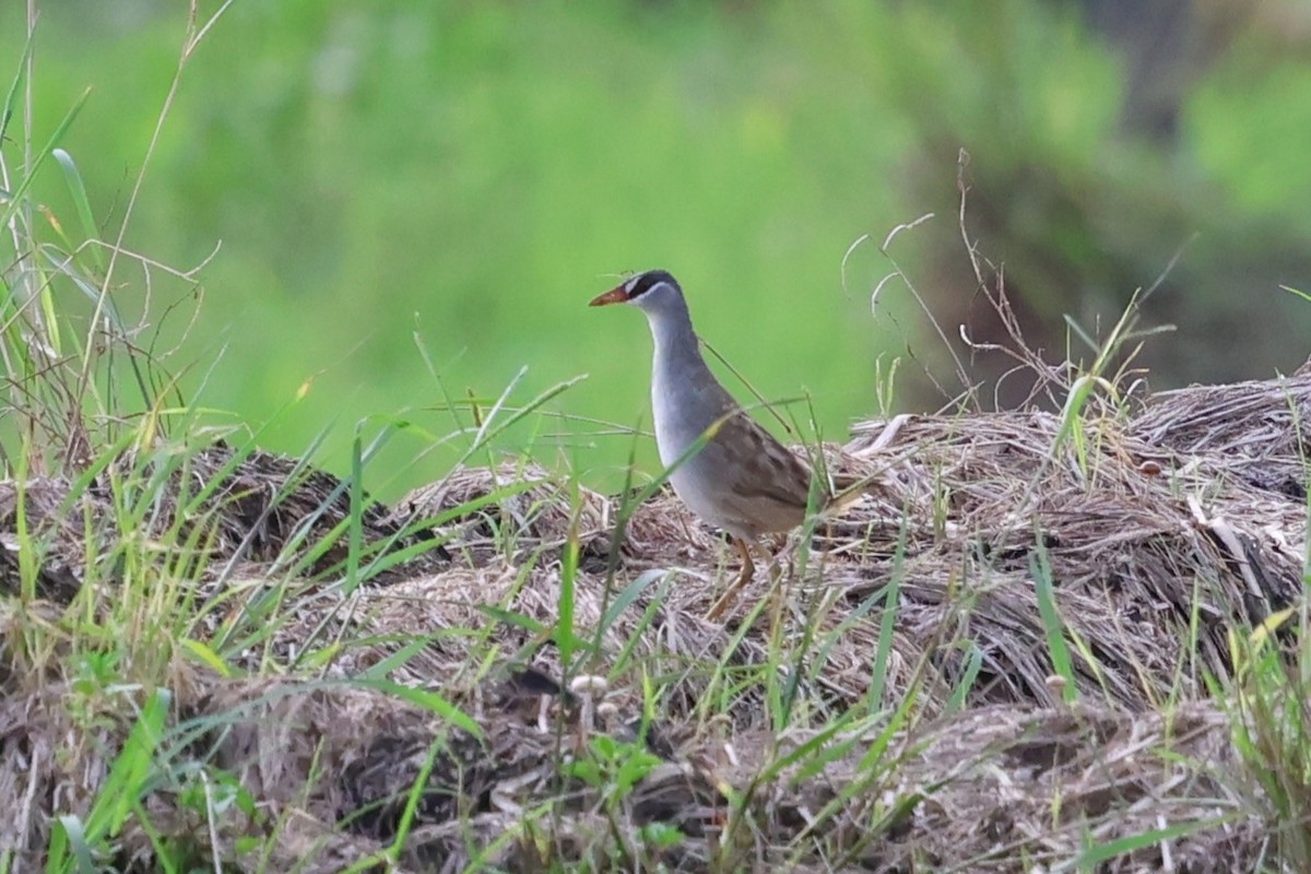 White-browed Crake - ML637866911