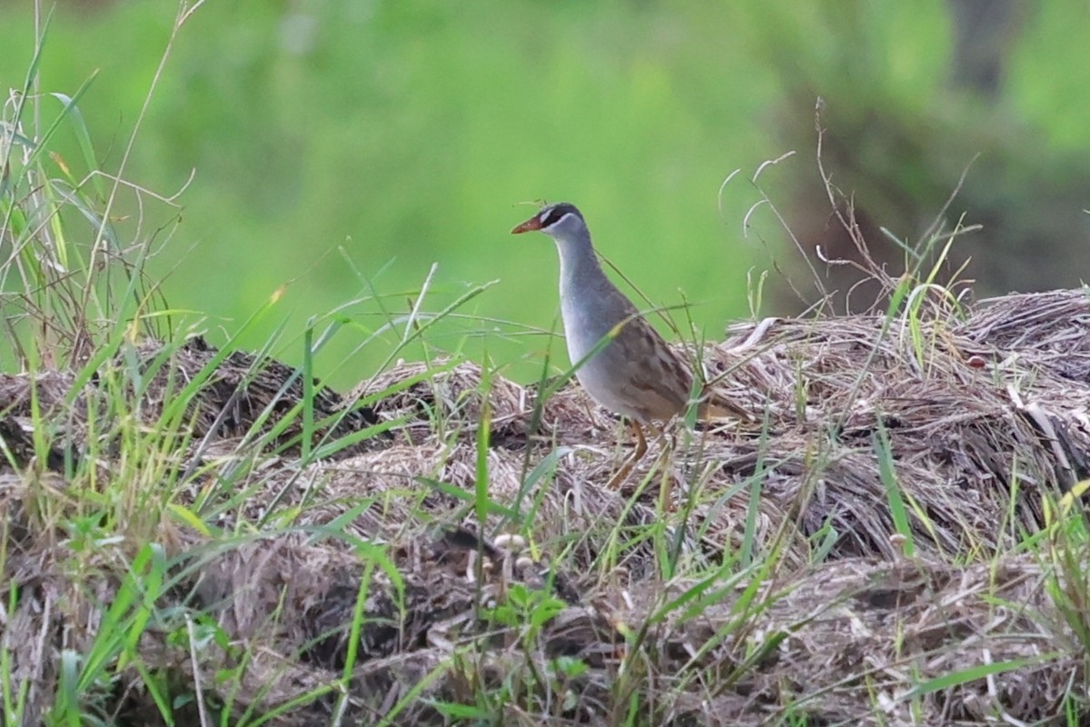 White-browed Crake - ML637866912