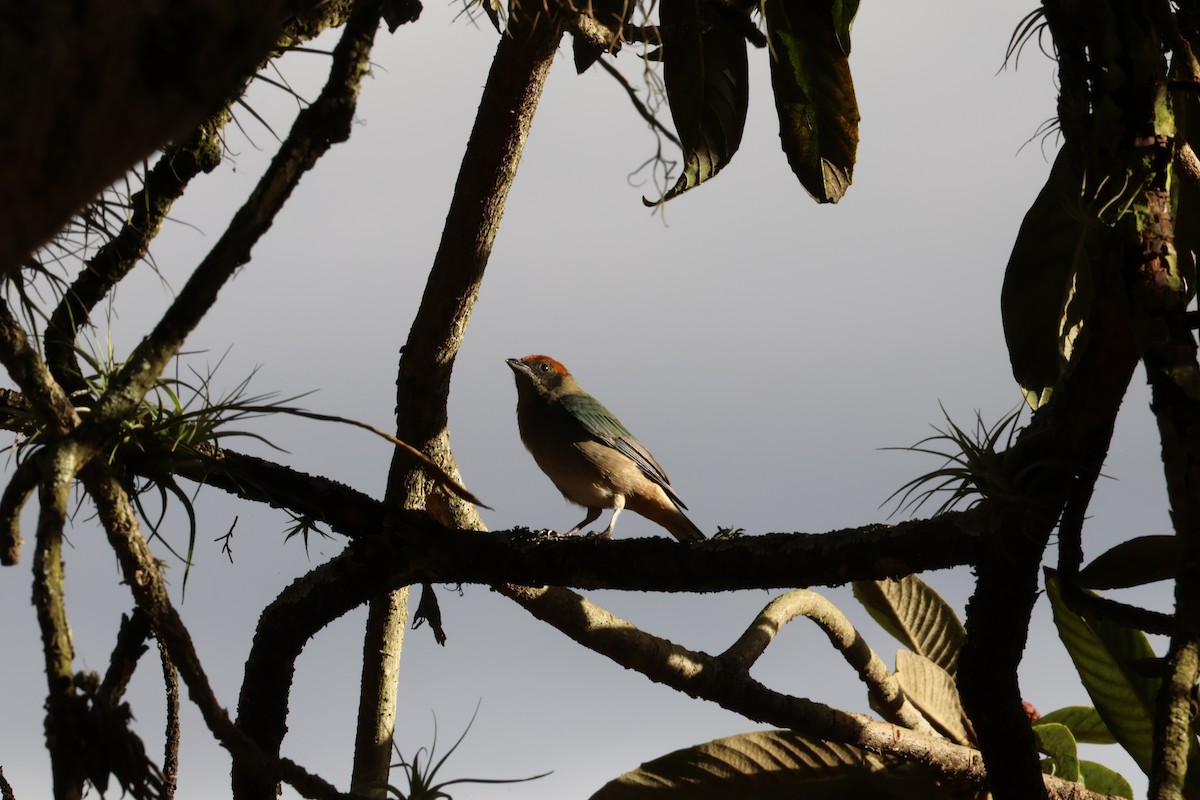Scrub Tanager - ML637866959