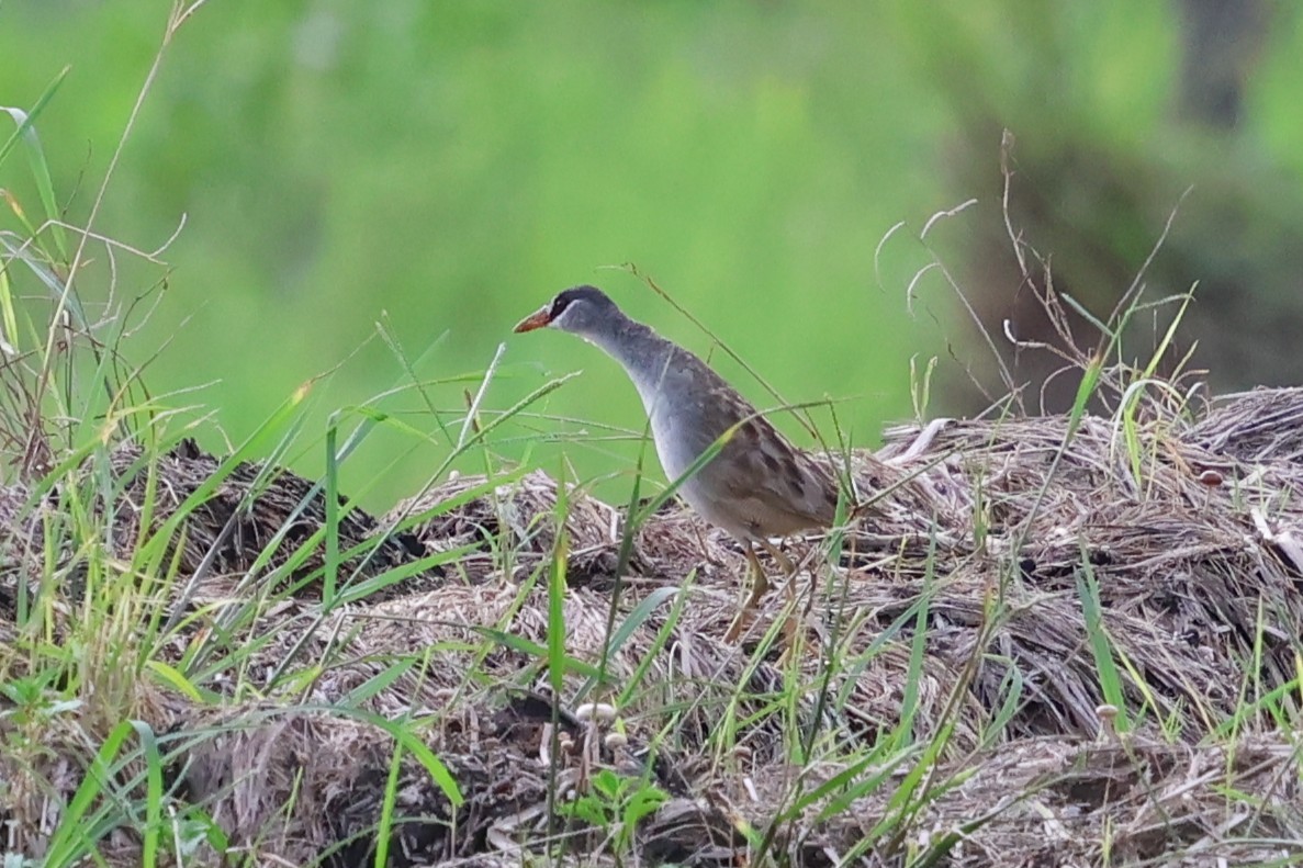 White-browed Crake - ML637866962