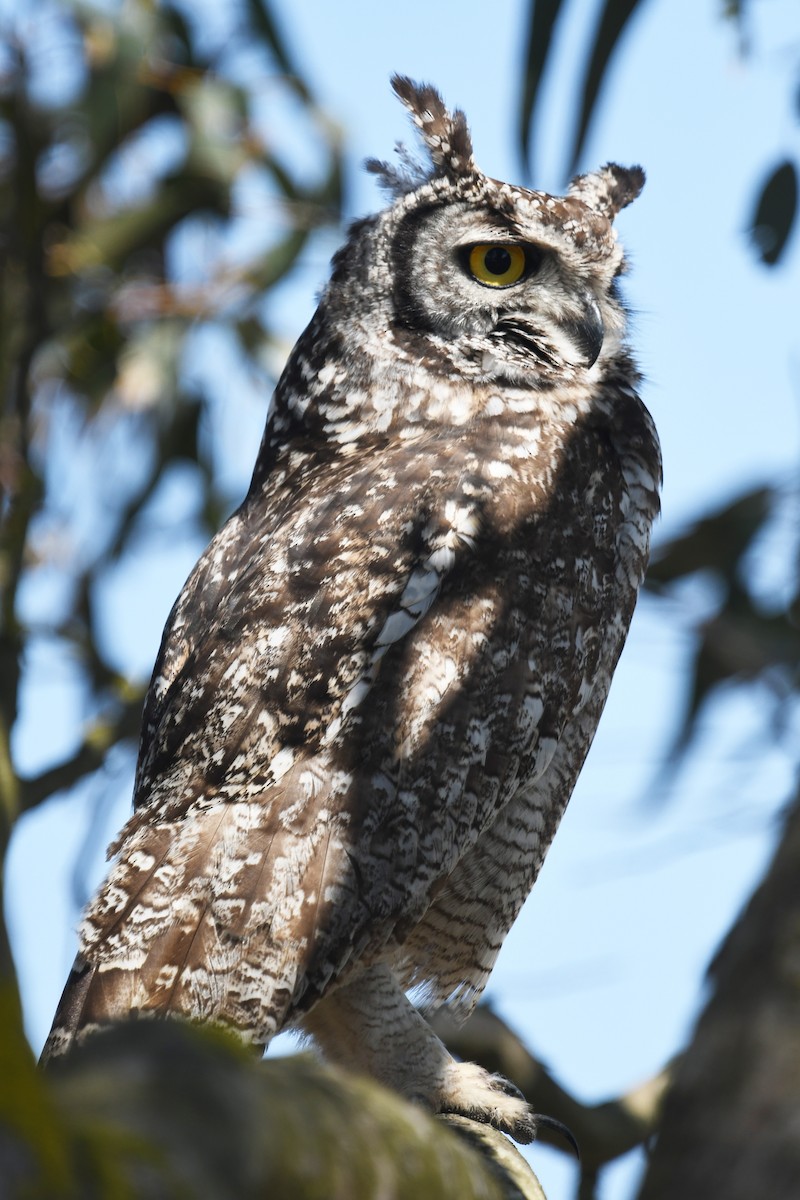 Spotted Eagle-Owl - ML637866972