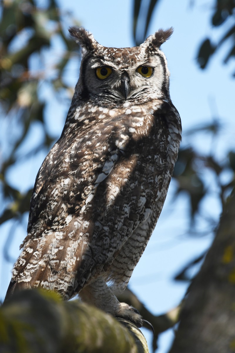 Spotted Eagle-Owl - ML637866978
