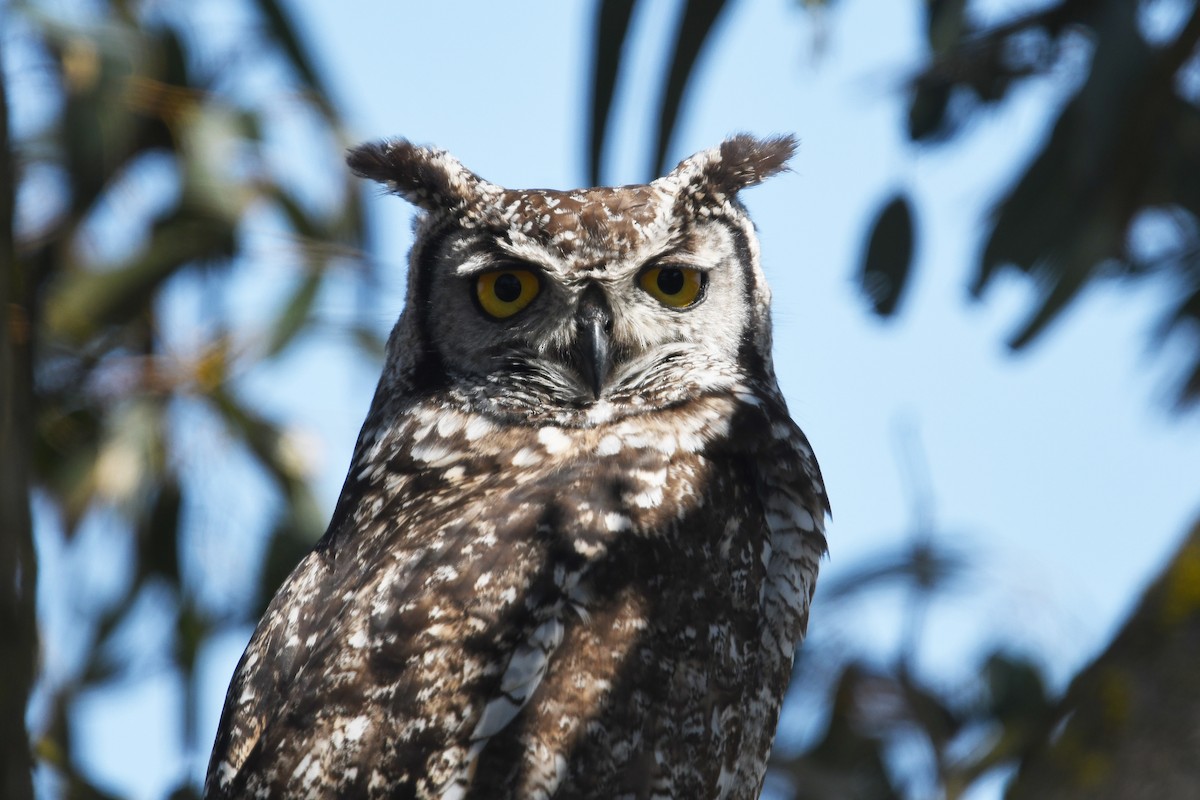 Spotted Eagle-Owl - ML637866980